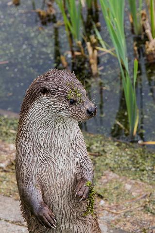 15 Natuurpark Lelystad, europese otter.jpg